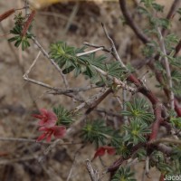 Indigofera aspalathoides Vahl ex DC.